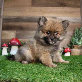 Pomeranian
