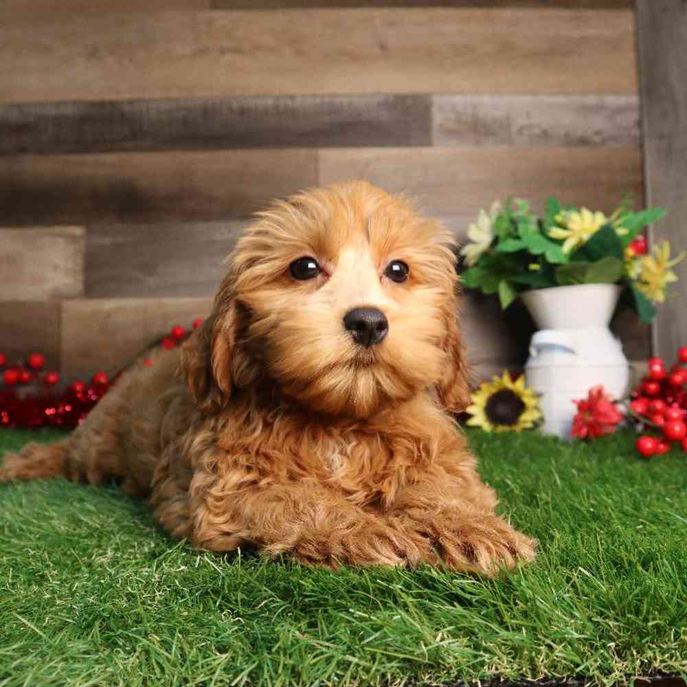 Female Bichon-Poo Puppy for Sale in Blaine, MN