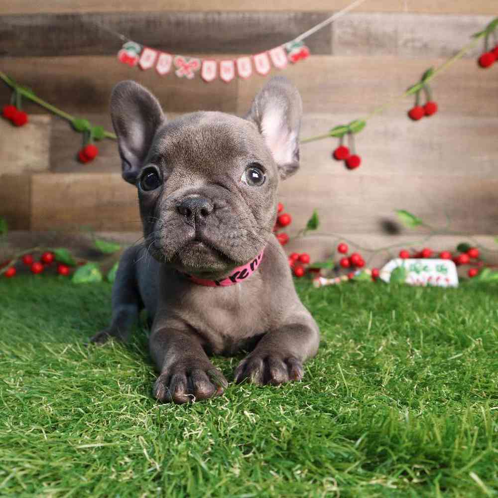 carousel pet images