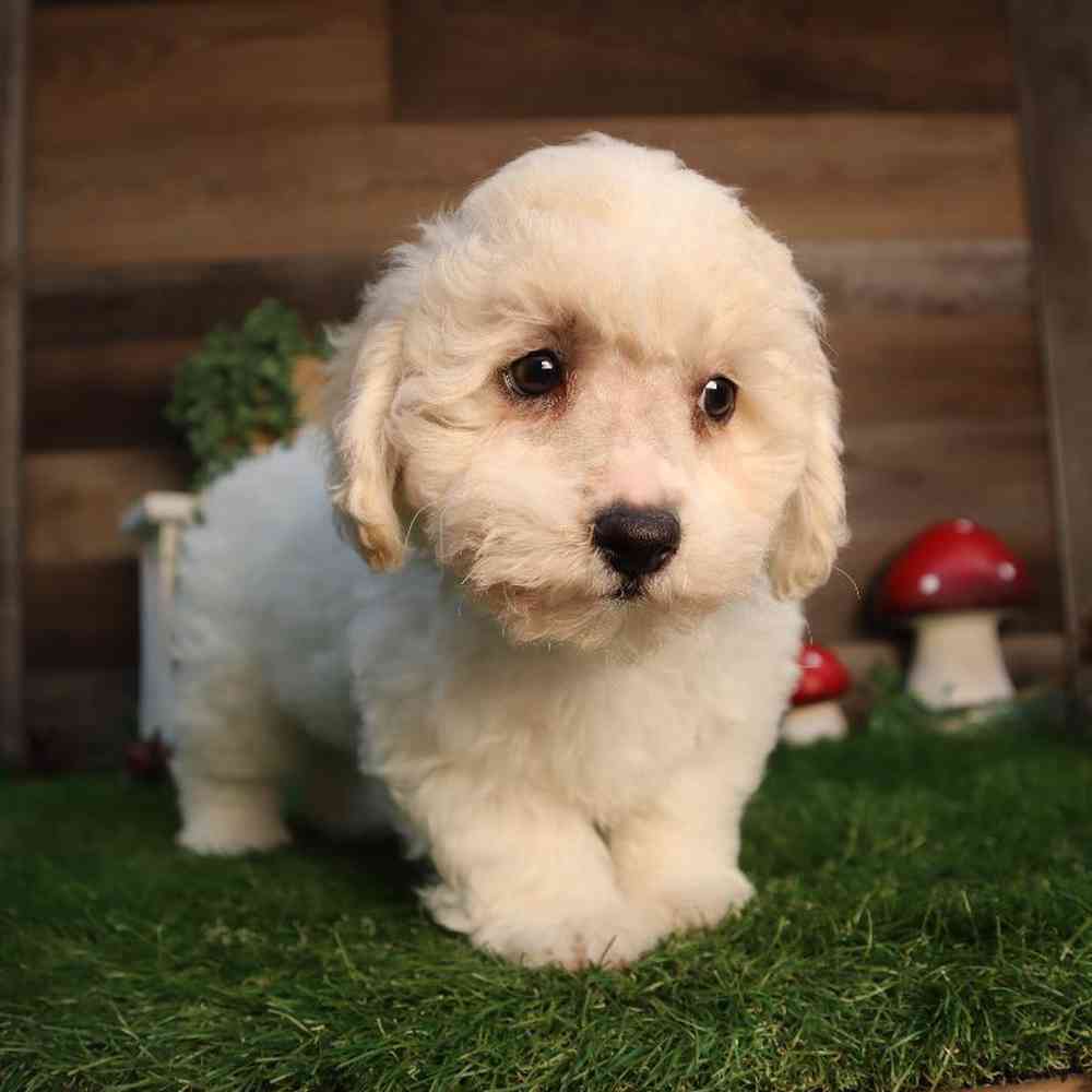 carousel pet images