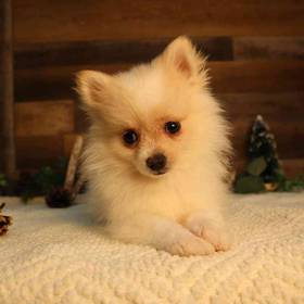 Pomeranian