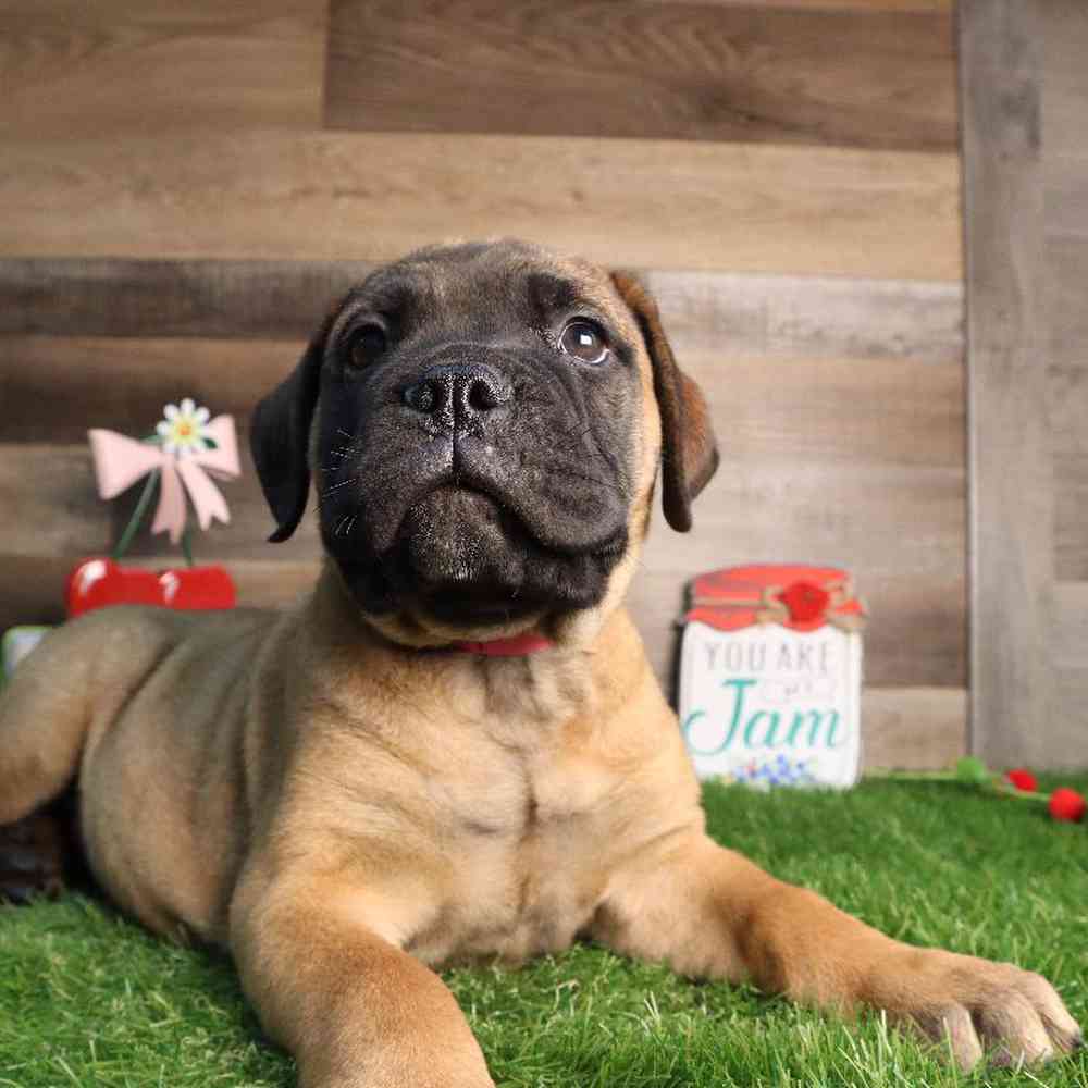 Female Bull Mastiff Puppy for Sale in Blaine, MN