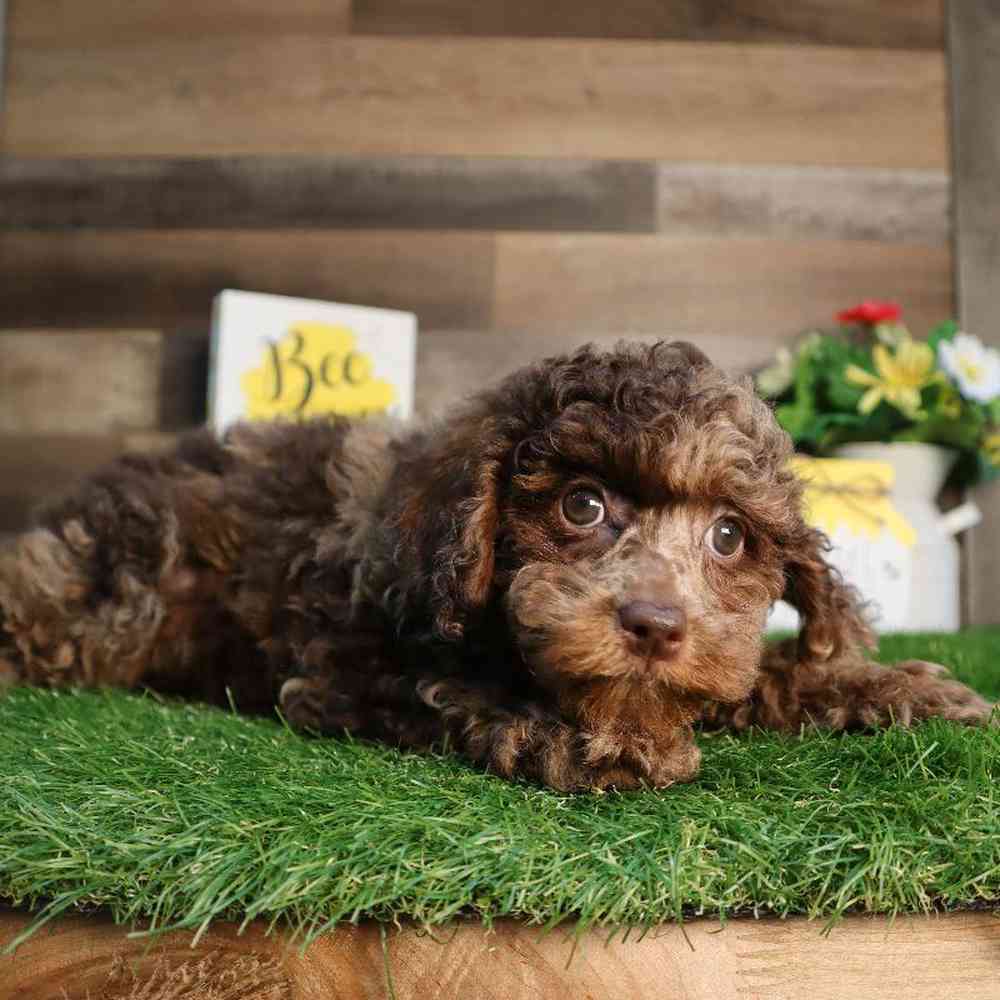 Female Mini Poodle Puppy for Sale in Blaine, MN