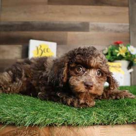Mini Poodle