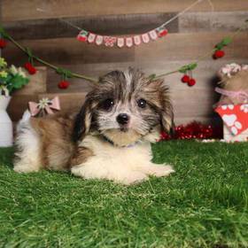 Teddy Bear