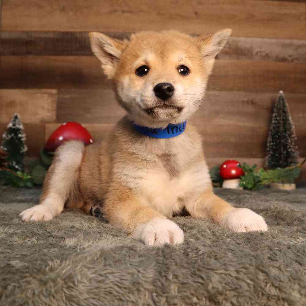 Male Shiba Inu Puppy for Sale in Blaine, MN