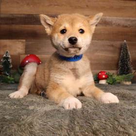 Shiba Inu