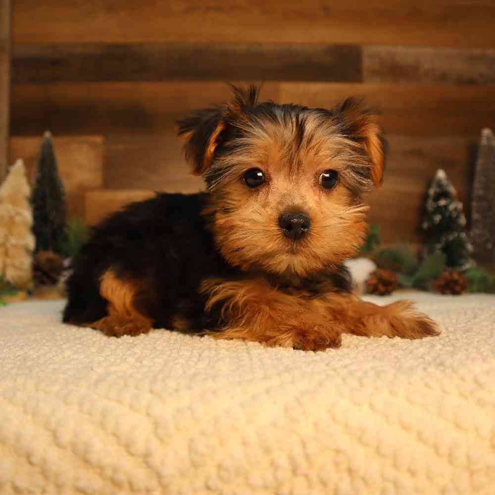 Male Yorkshire Terrier Puppy for Sale in Blaine, MN