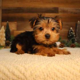 Yorkshire Terrier