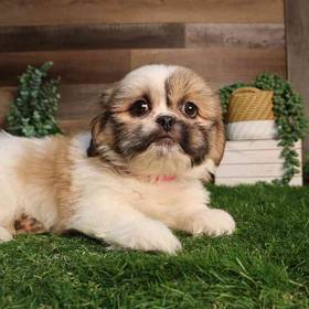 Pekingese-Shih Tzu