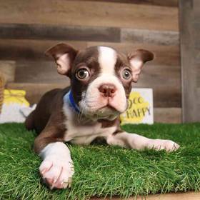 Boston Terrier