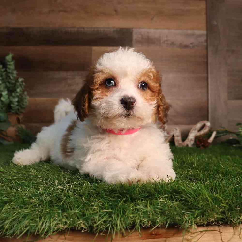 carousel pet images