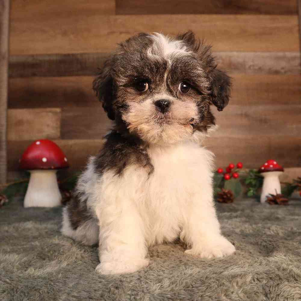 Male Shih Tzu Puppy for Sale in Blaine, MN