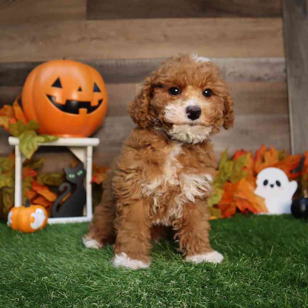 Female Mini Poodle Puppy for Sale in Blaine, MN