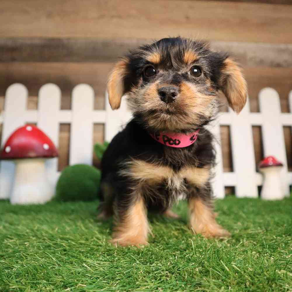 Female Yorkie-Poo Puppy for Sale in Blaine, MN