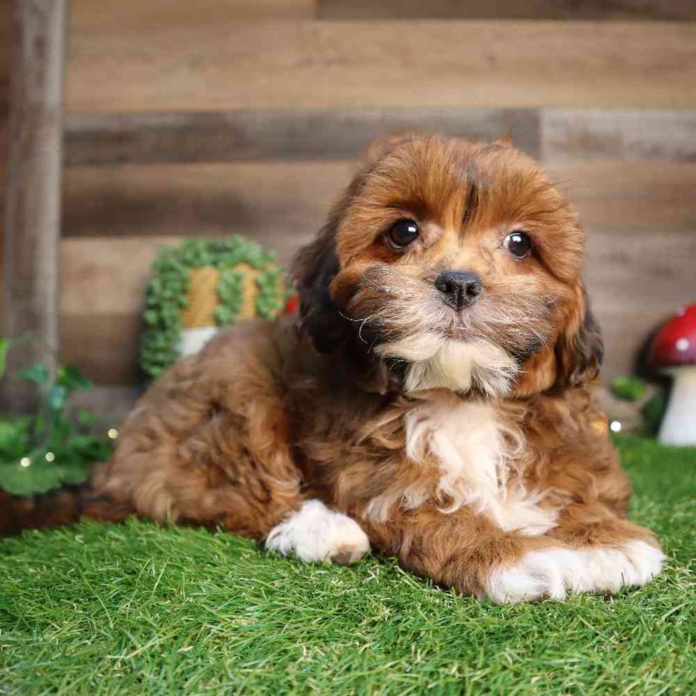 Female Shipoo Puppy for Sale in Blaine, MN
