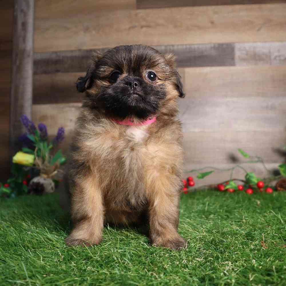 carousel pet images