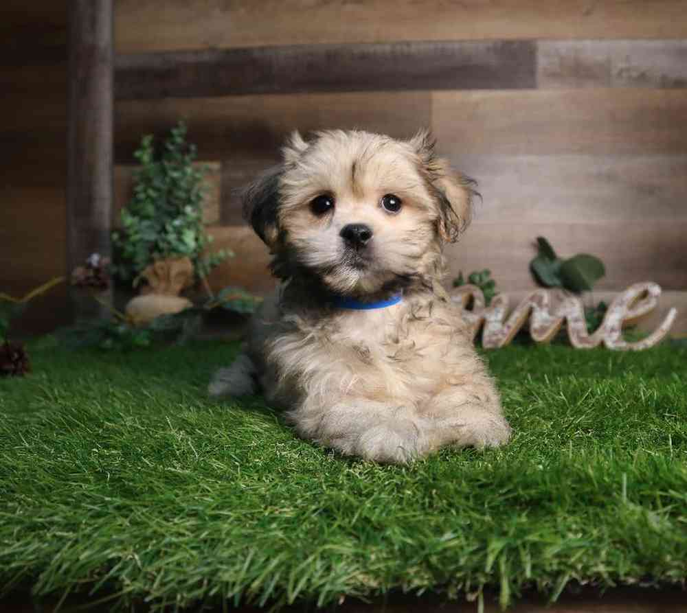 carousel pet images