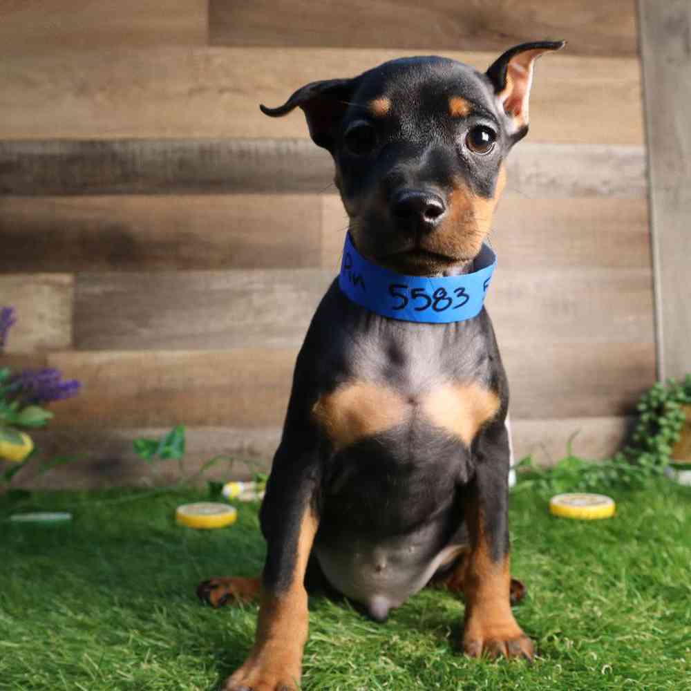 Male Min Pin Puppy for Sale in Blaine, MN