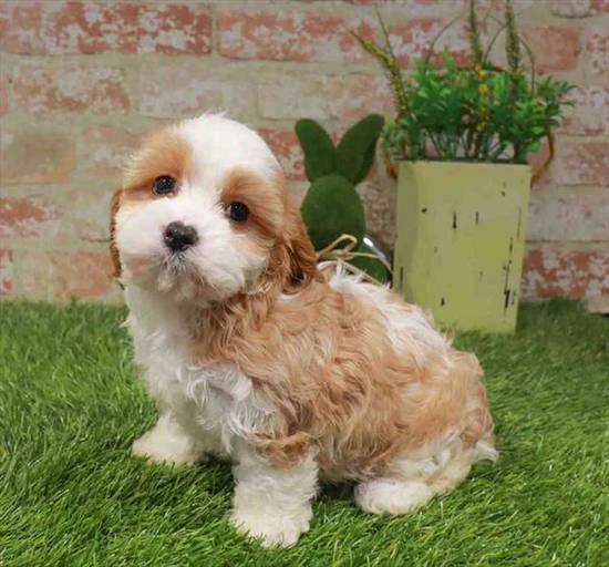 Cavapoo