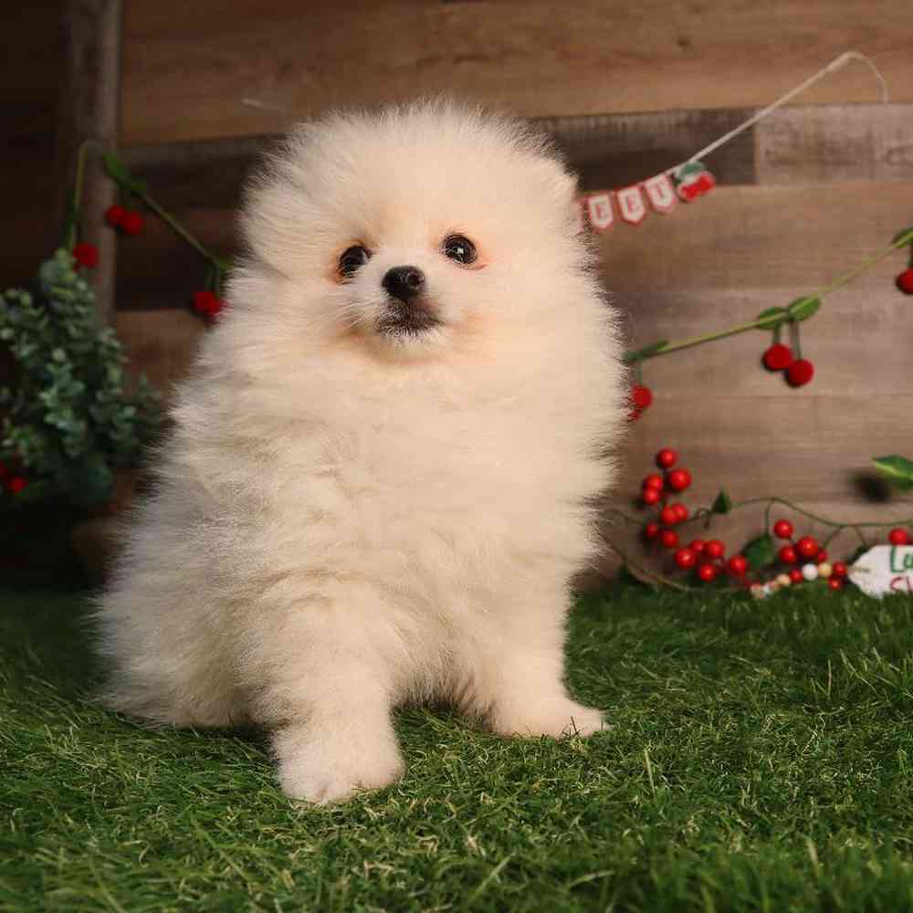 Male Pomeranian Puppy for Sale in Blaine, MN