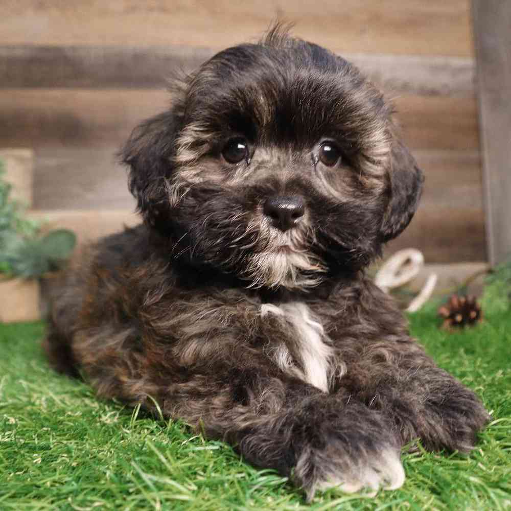 Male Shipoo Puppy for Sale in Blaine, MN