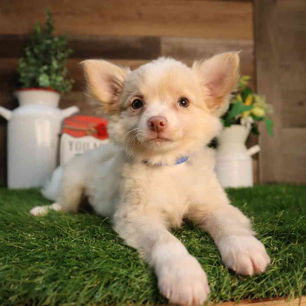 Male Chihuahua Puppy for Sale in Blaine, MN