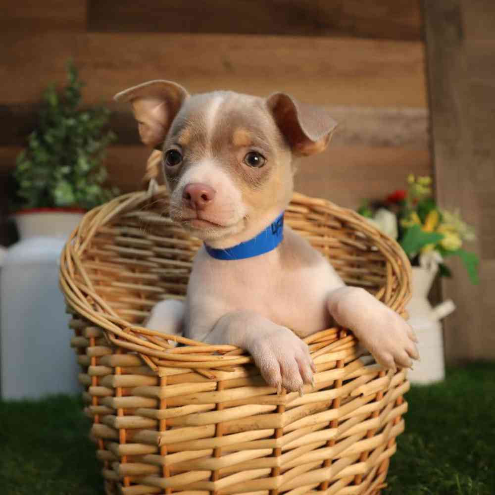 carousel pet images