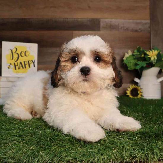 Loki