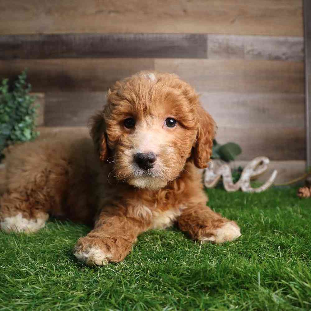 carousel pet images