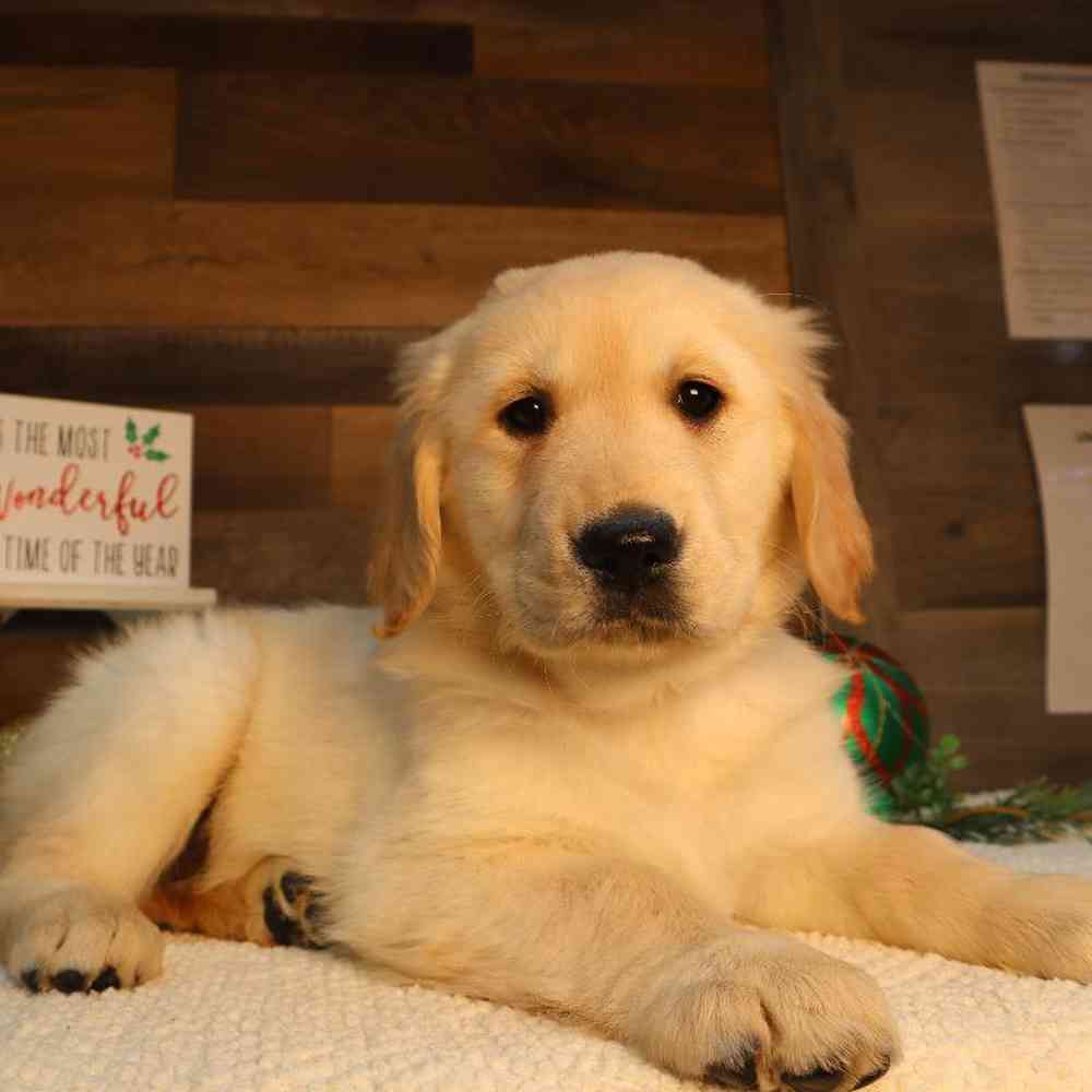 Female Golden Retriever Puppy for Sale in Blaine, MN