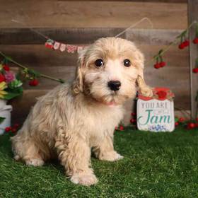 Maltipoo