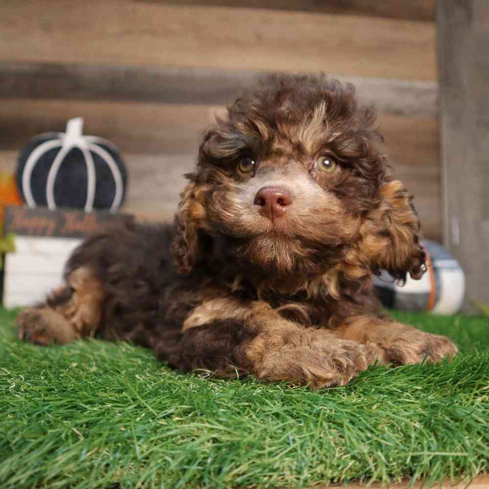 carousel pet images
