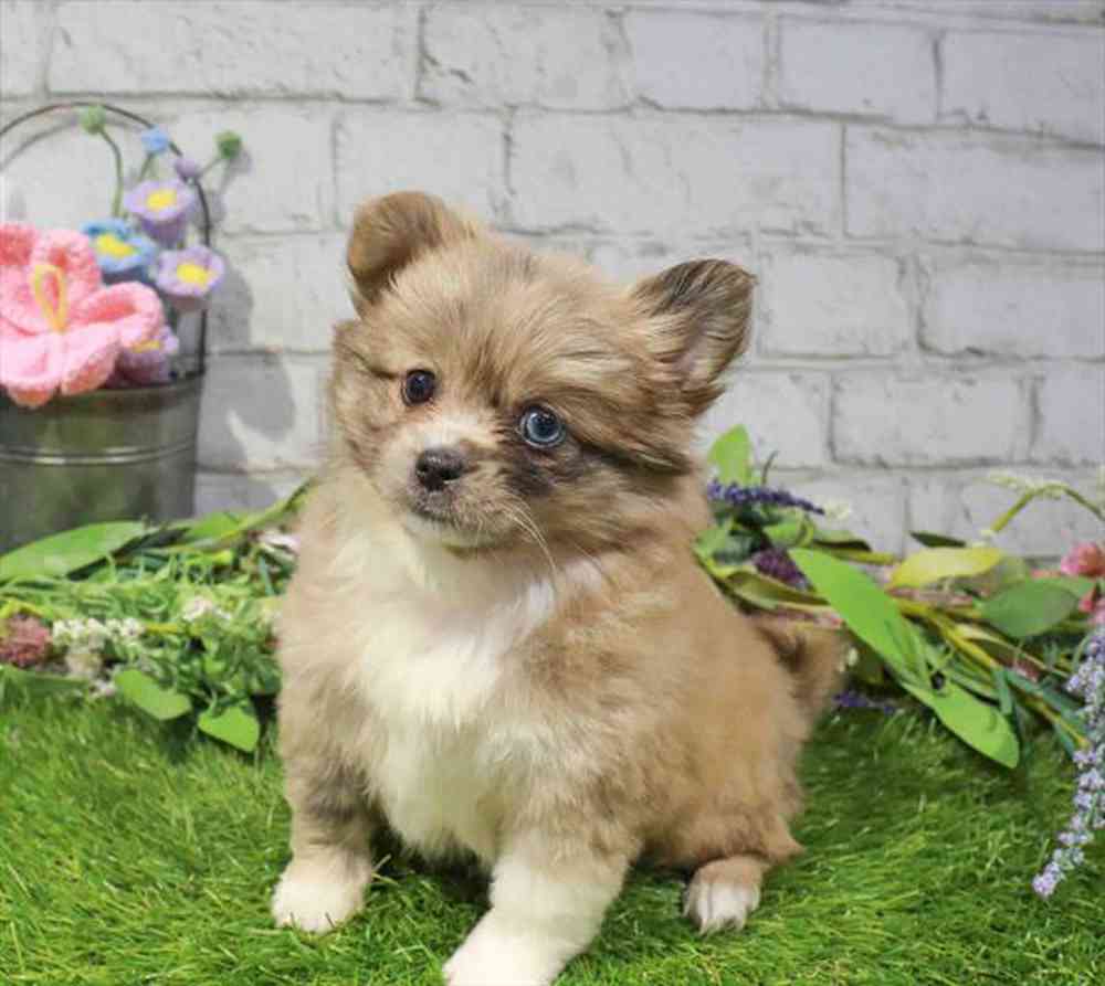 carousel pet images