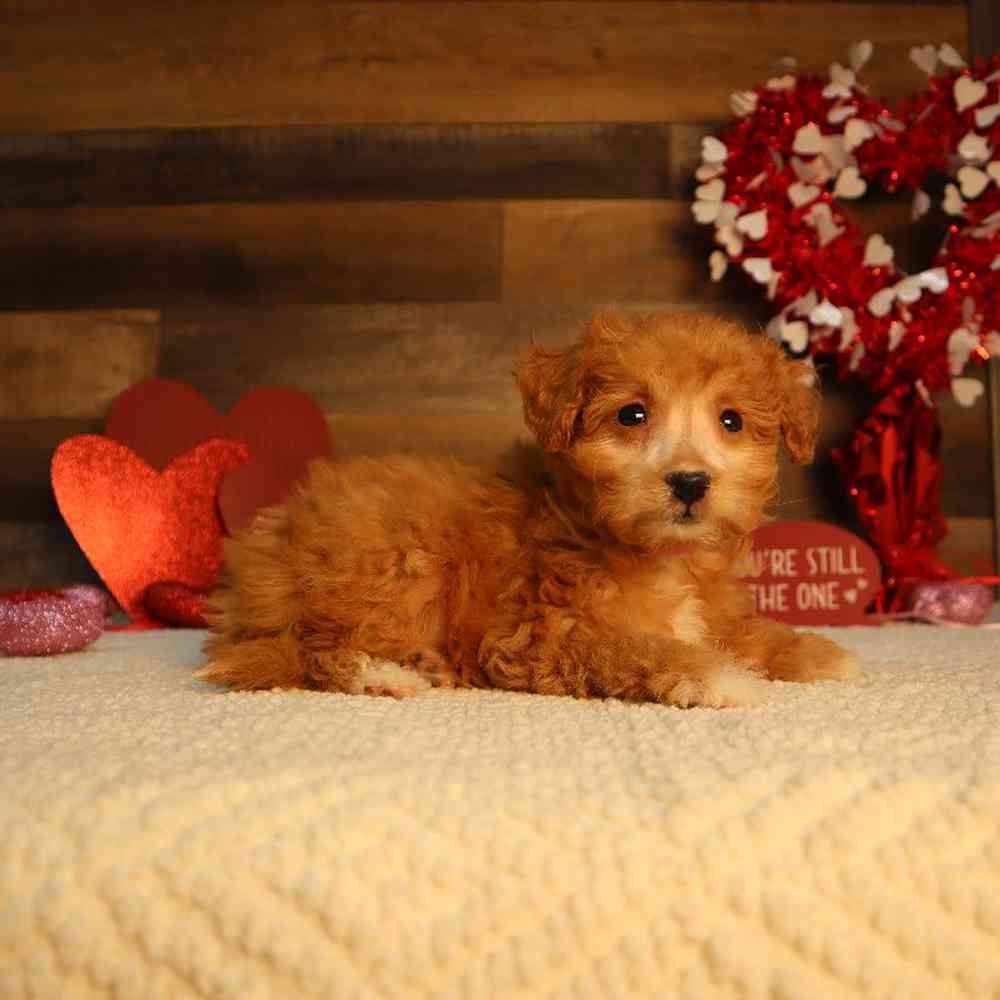 Female Mini Goldendoodle 2nd Gen Puppy for Sale in Blaine, MN