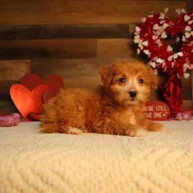 Mini Goldendoodle 2nd Gen