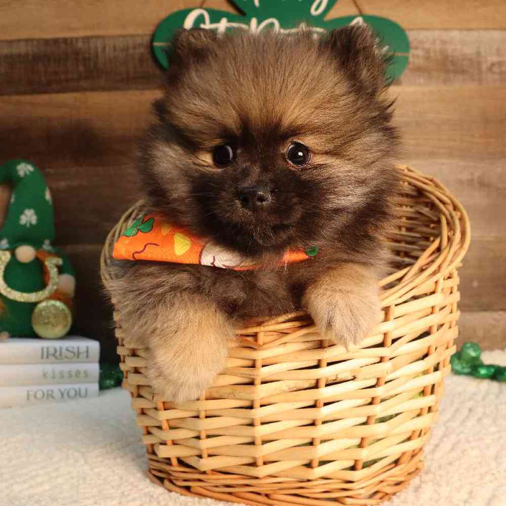 Male Pomeranian Puppy for Sale in Blaine, MN