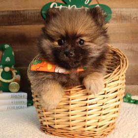 Pomeranian