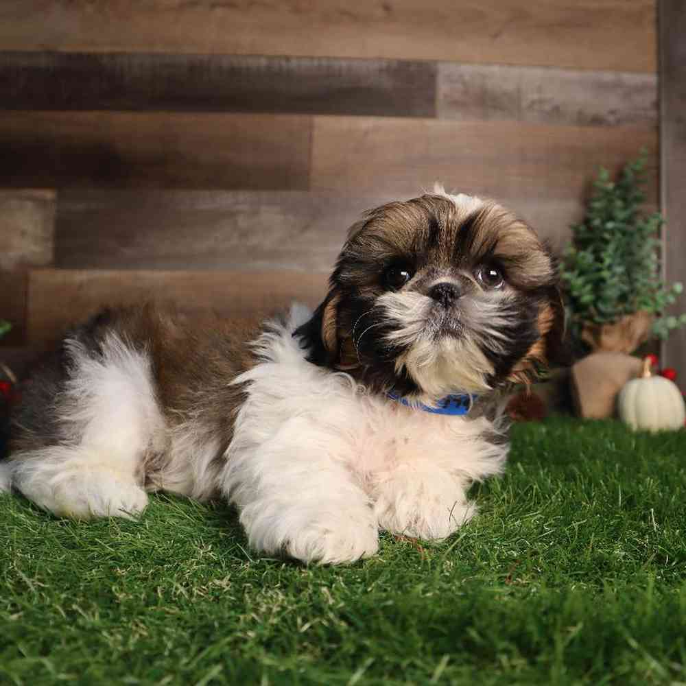 carousel pet images