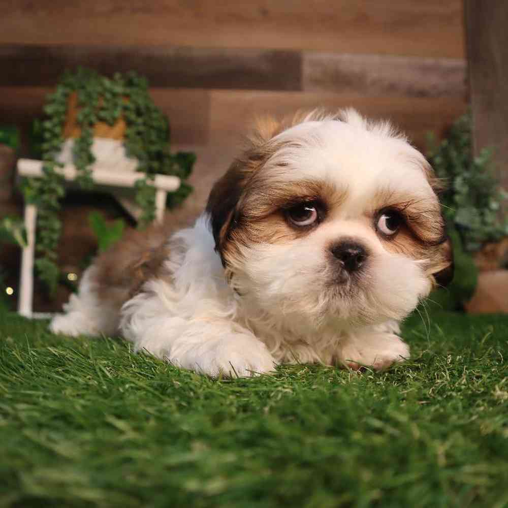 Male Shih Tzu Puppy for Sale in Blaine, MN