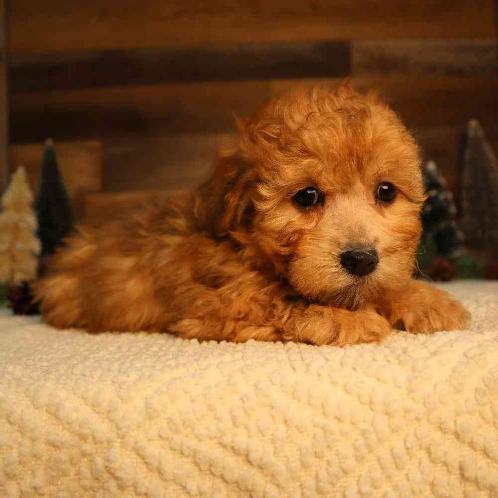 Female Bichon-Poo Puppy for Sale in Blaine, MN