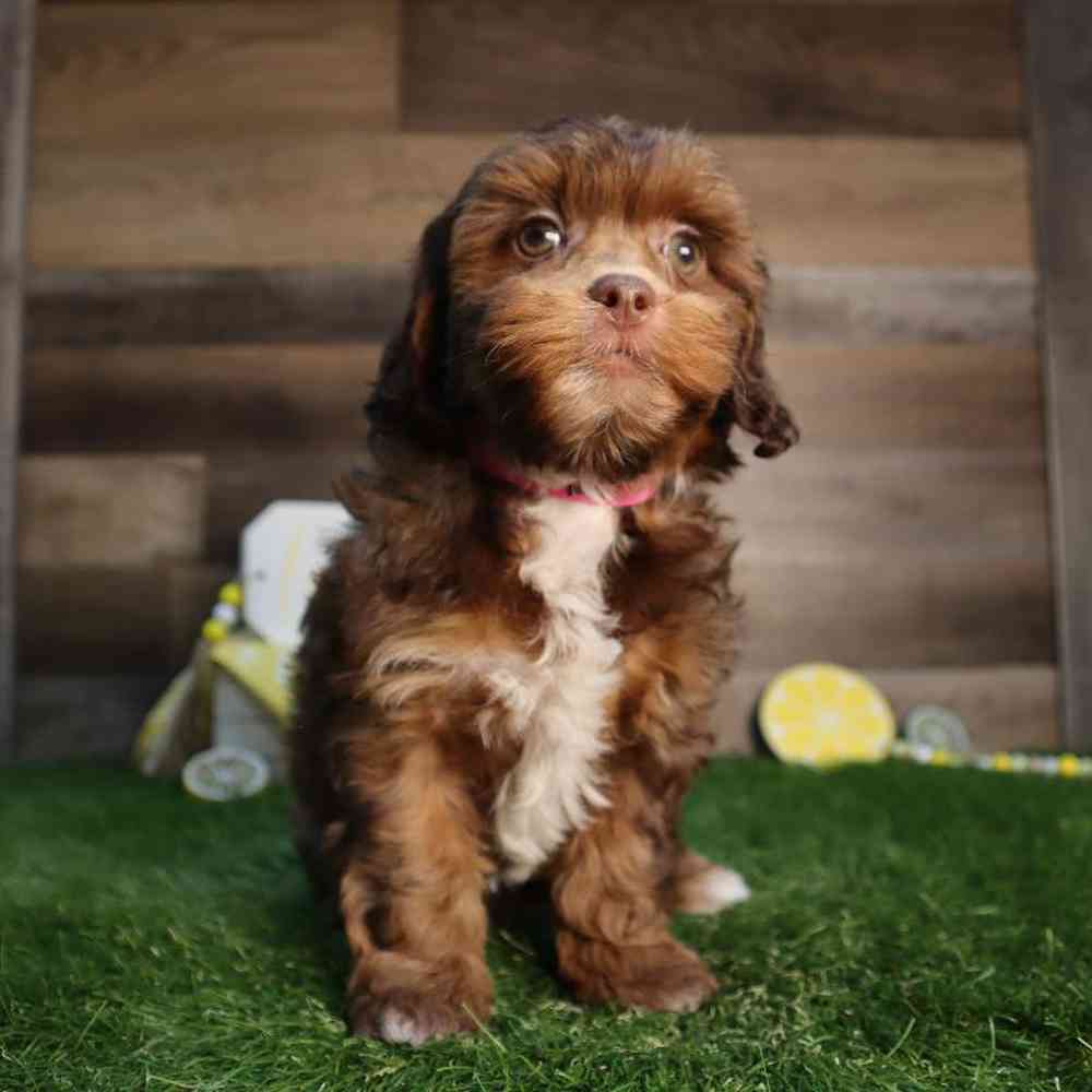 carousel pet images