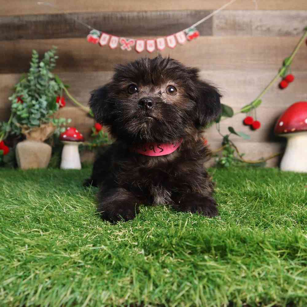 carousel pet images