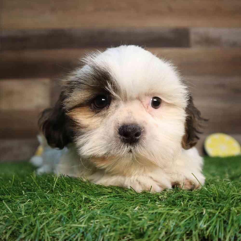 carousel pet images