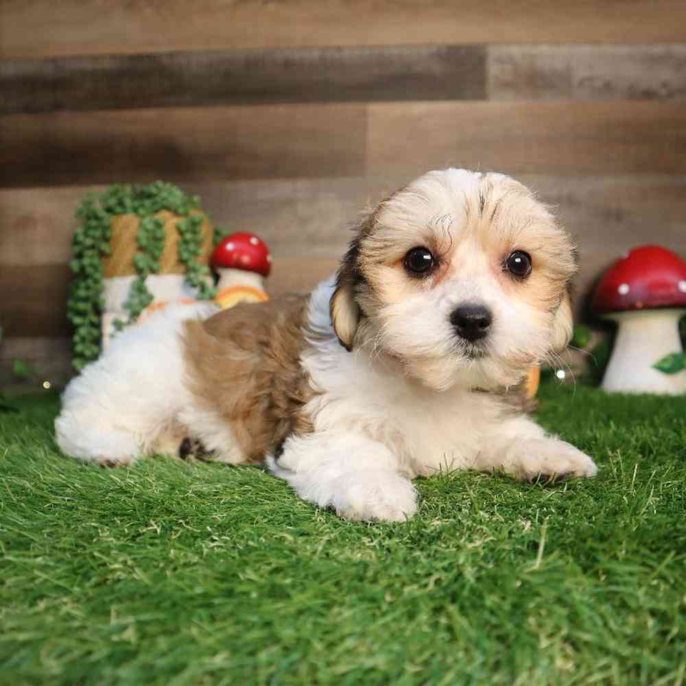 Female Teddy Yorkie Puppy for Sale in Blaine, MN