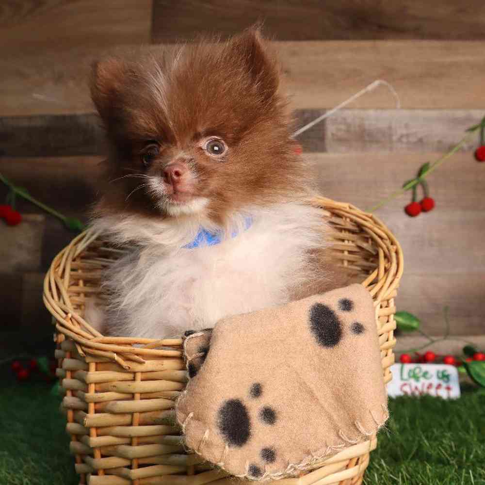 carousel pet images