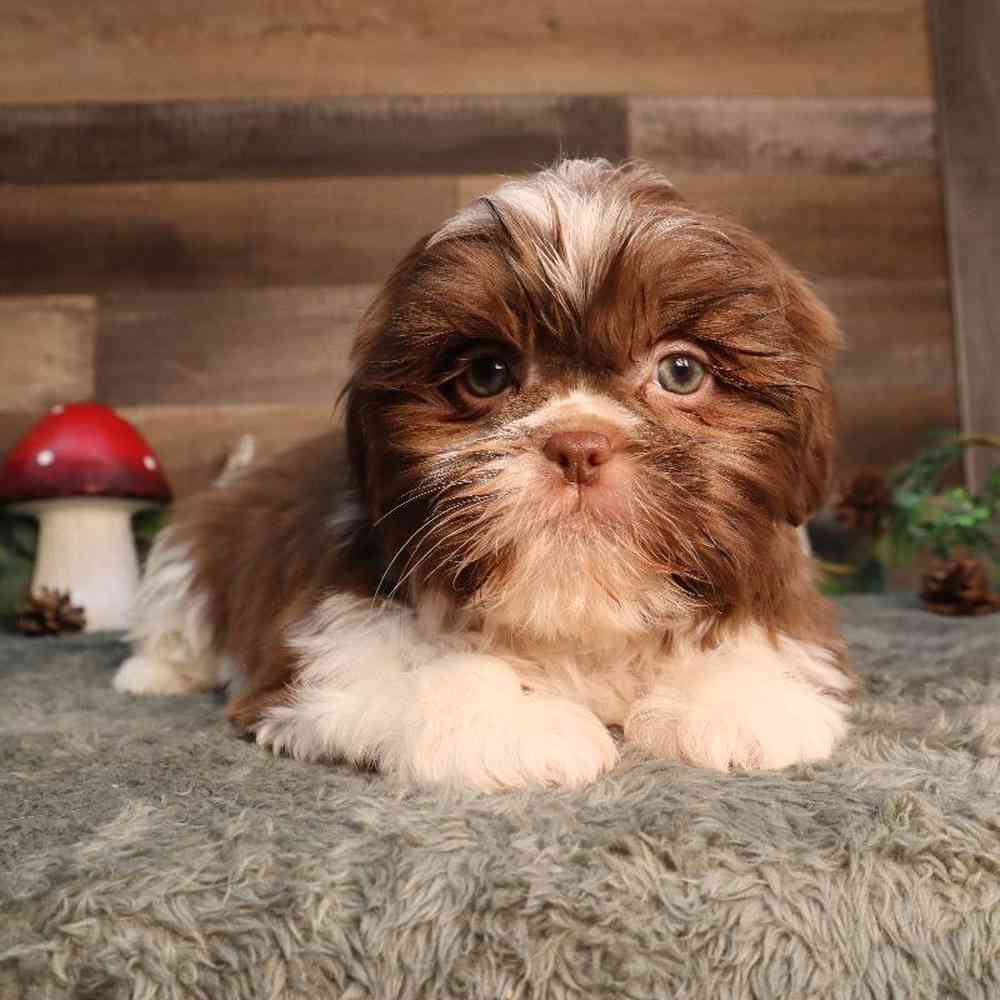 Female Shih Tzu Puppy for Sale in Blaine, MN