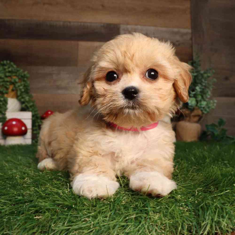 Female Cavachon Puppy for Sale in Blaine, MN