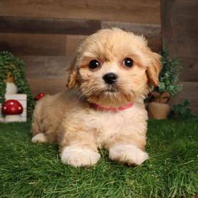 Cavachon