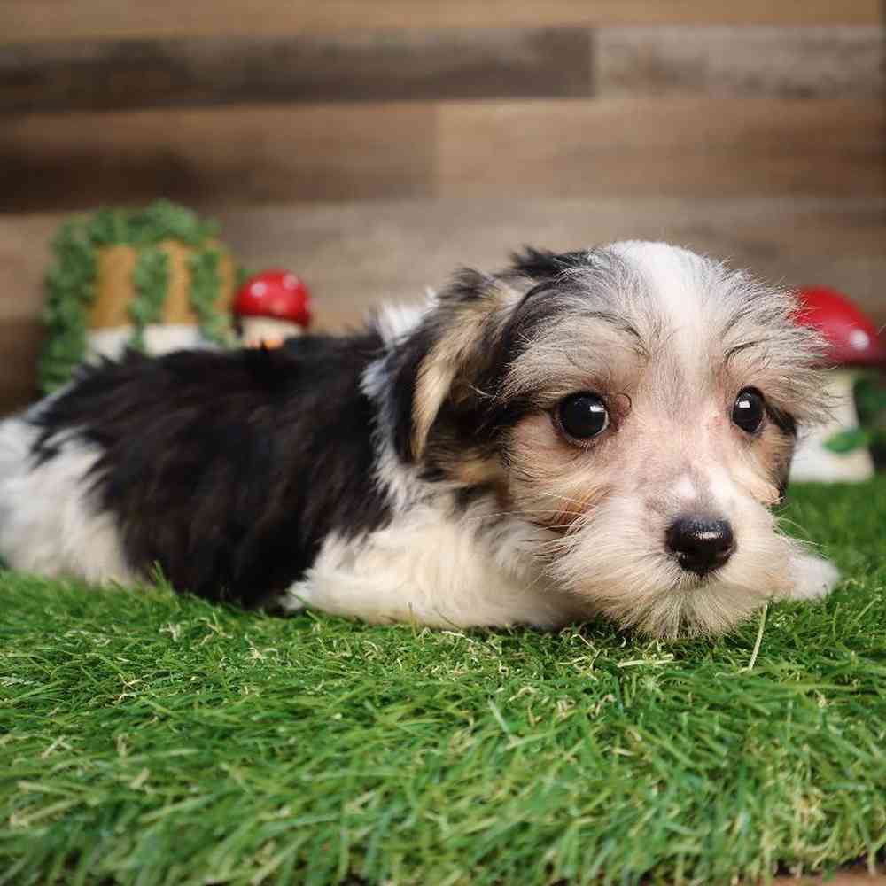 carousel pet images